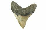 Fossil Megalodon Tooth - North Carolina #354524-1